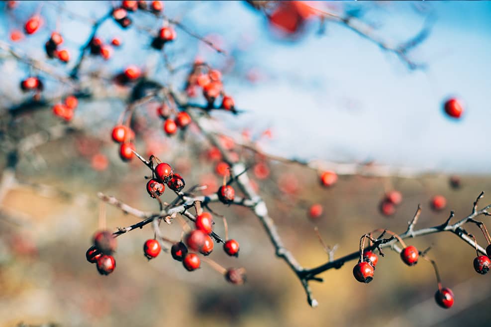 Les Meilleures Plantes Anti Stress Naturelles Efficaces Myveggie