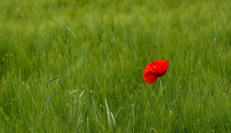 pesticides-myveggie-1
