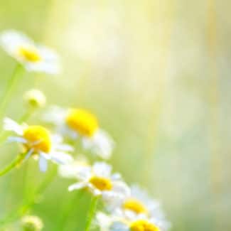 pesticides-myveggie-2