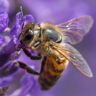 pesticides-myveggie-3