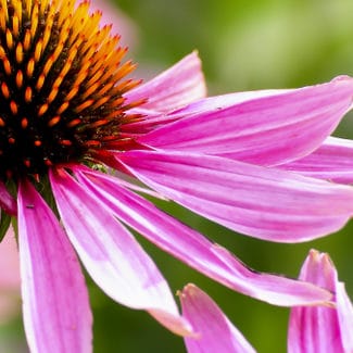 plantes-myveggie-2