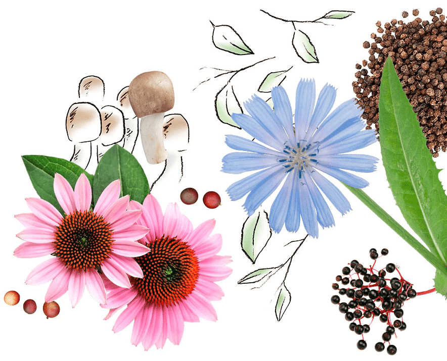 image-princ-optimized complement alimentaire myveggi