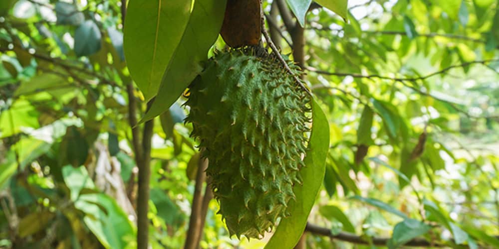 Les bienfaits du graviola un fruit tropical aux multiples vertus